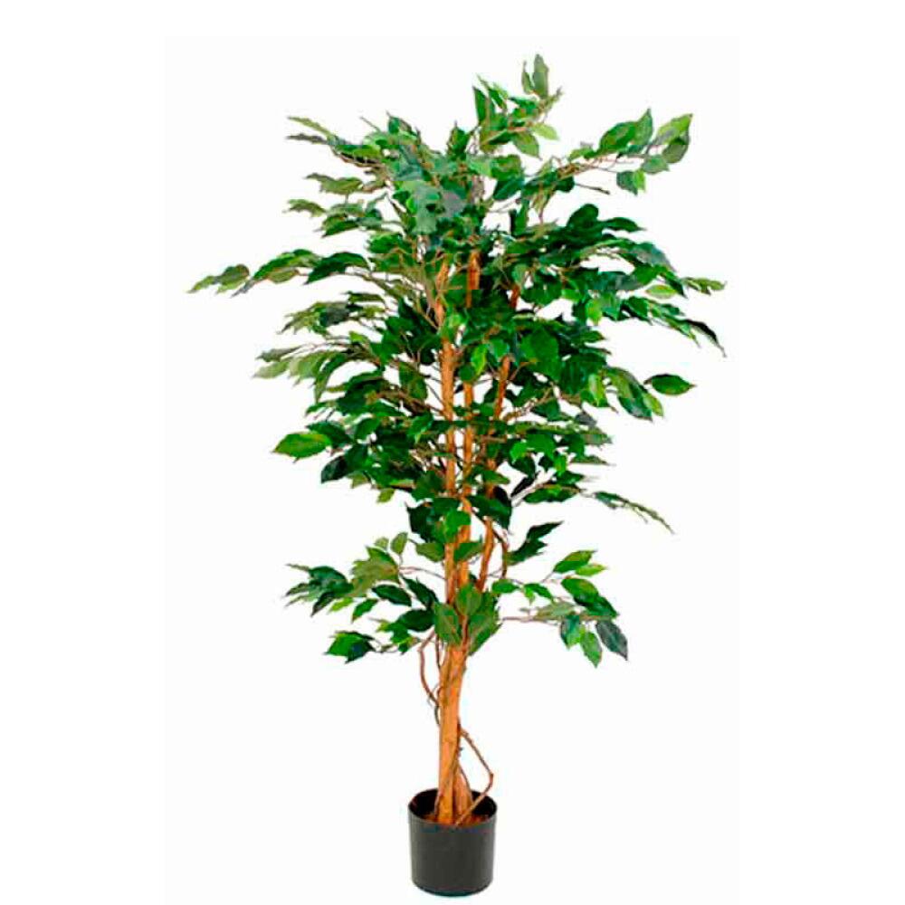 Pflanz Ficus Benjamina, exklusive Blumentopf