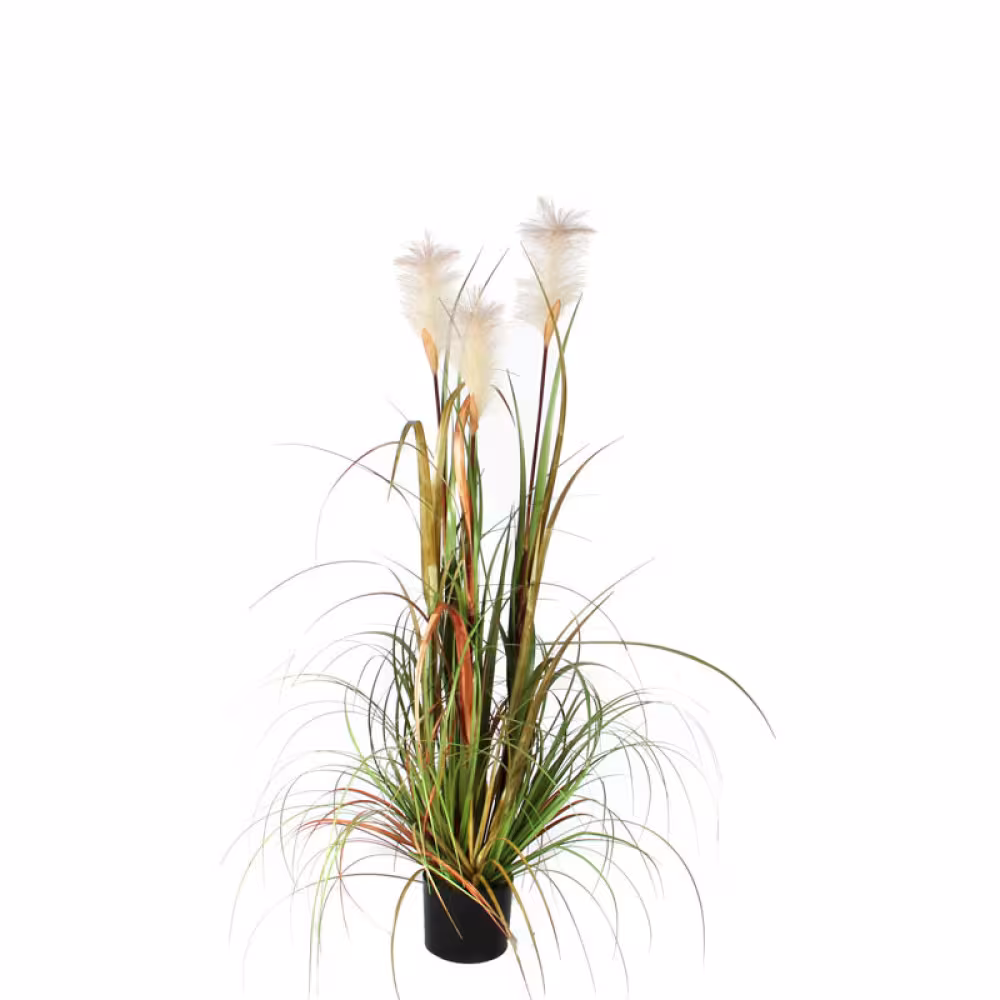 Federgras Fuchsschwanz
