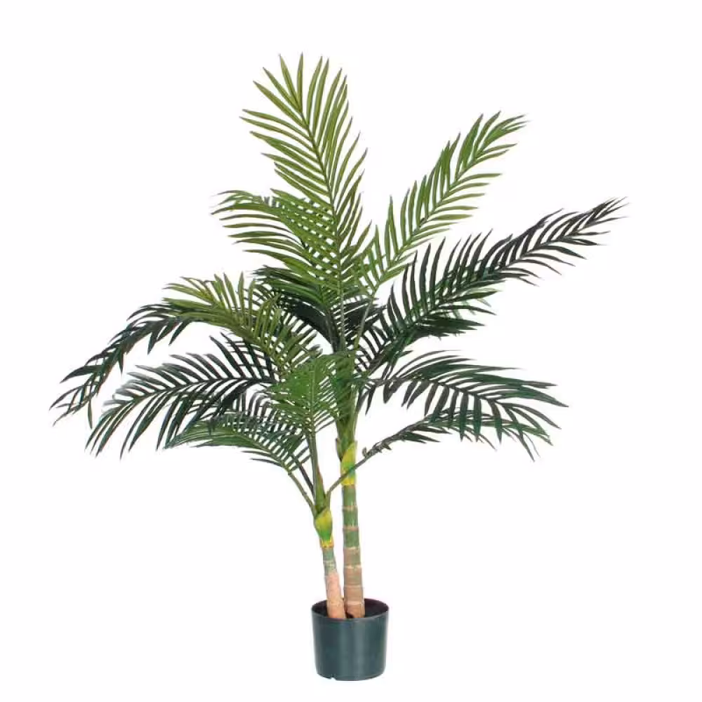 Goldfruchtpalme 120 cm