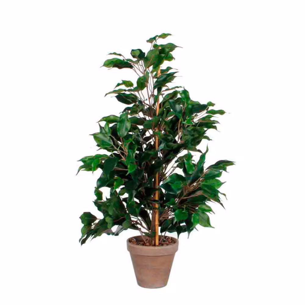 Pflanz Ficus Exotica 65cm