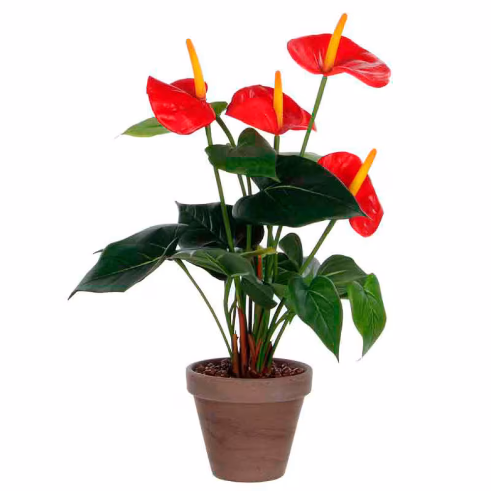 Pflanz Flamingoblume (Anthurium)