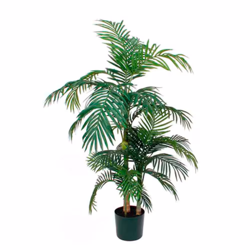 Pflanz Goldfruchtpalme 150 cm