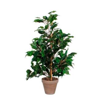 Pflanz Ficus Exotica 65cm