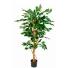 Pflanz Ficus Benjamina, exklusive Blumentopf