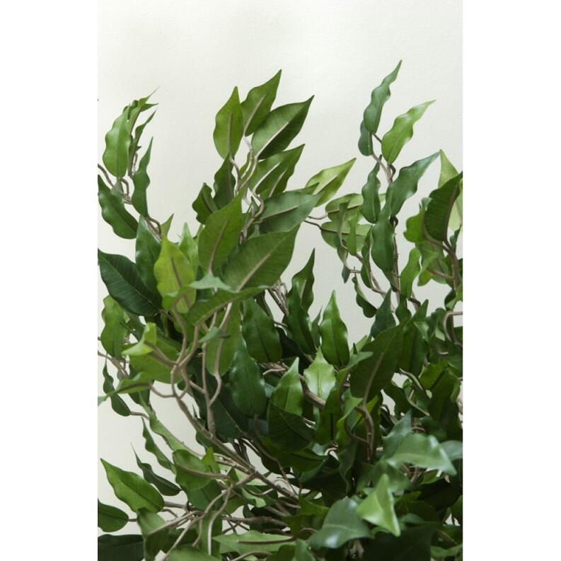 Pflanz Ficus Benjamina, exklusive Blumentopf